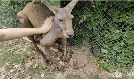 野生麒麟爆料大全最新,野生麒麟爆料大全深度解析